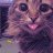 CrazyCat